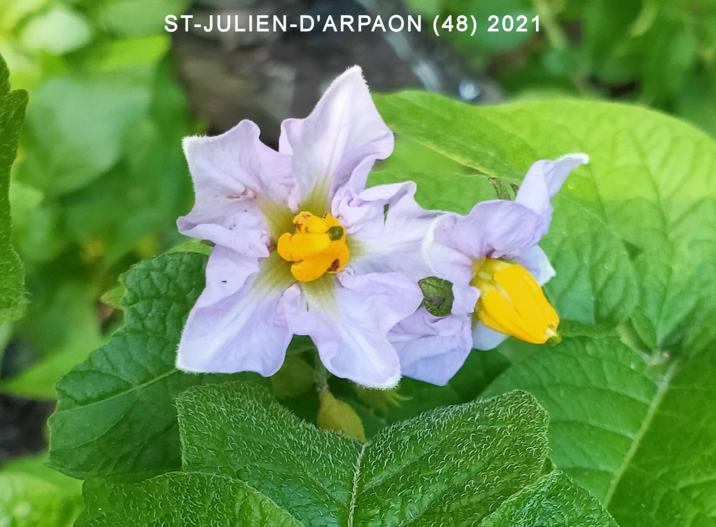 Potato flower